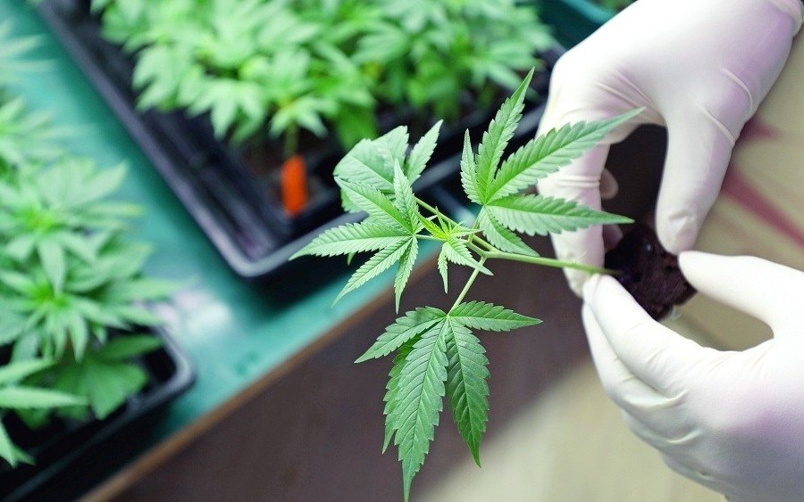 Growing marijuana for personal consumption