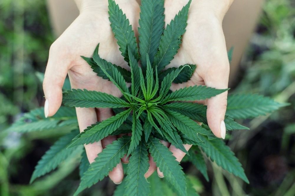 Science Still Has Much To Learn About Cannabis