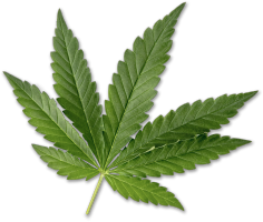 canabis leaf